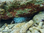 016-Bonaire-UW