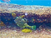 024-Bonaire-UW