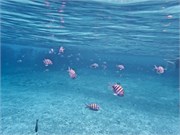 040-Bonaire-UW