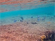 061-Bonaire-UW