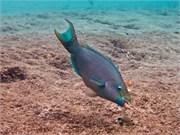 062-Bonaire-UW