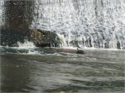 41-DuckPondMay2017