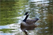 46-DuckPondMay2017