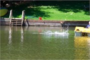 54-DuckPondMay2017