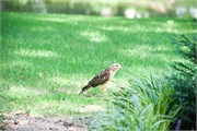 02-HawkInBackyard