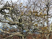 24-BlueRidgeParkway
