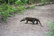 069-29-KomodoIsland