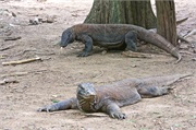 071-01-KomodoIsland