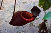 106-36-Kinabalu_Park