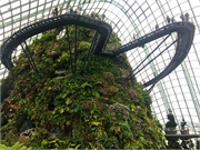 140-01-CloudForest