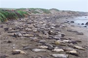 006-001-ElephantSeals
