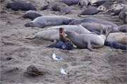 007-006-ElephantSeals