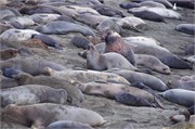 008-008-ElephantSeals