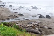 009-002-ElephantSeals