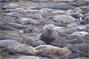 010-003-ElephantSeals