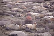 011-004-ElephantSeals