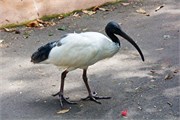 019-04-Featherdale