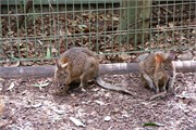 024-09-Featherdale