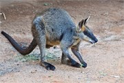 038-29-Featherdale