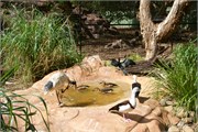 040-32-Featherdale