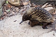 067-63-Featherdale