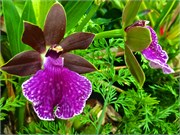 099-19-BotanicalGardens
