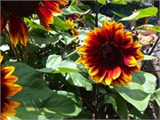 101-21-BotanicalGardens