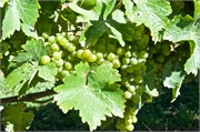 127-16-MoaBreweryNZ
