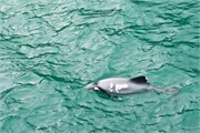 129-09-HectorsDolphin