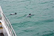 130-10-HectorsDolphin