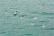 131-11-HectorsDolphin
