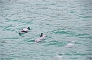 133-13-HectorsDolphin