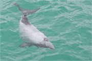 134-14-HectorsDolphin