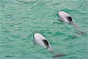 136-16-HectorsDolphin