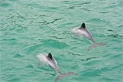 137-17-HectorsDolphin