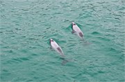 138-18-HectorsDolphin