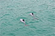 139-19-HectorsDolphin