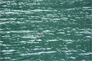 143-24-WhiteFinPenguin