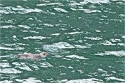 144-27-WhiteFinPenguin
