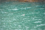 146-25-WhiteFinPenguin