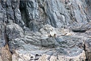 152-38-FurSeal