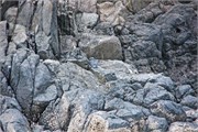 156-46-YellowEyedPenguin