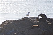 166-16-Dunedin-NZ