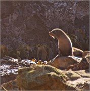 170-20-Dunedin-NZ