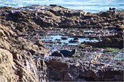 172-23-Dunedin-NZ