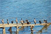 174-30-Dunedin-NZ
