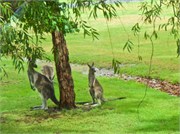 181-06-Eden-Australia