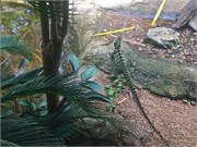 208-05-RainForestStation