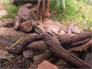 209-06-RainForestStation