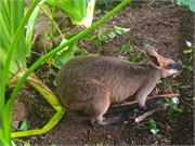 210-07-RainForestStation